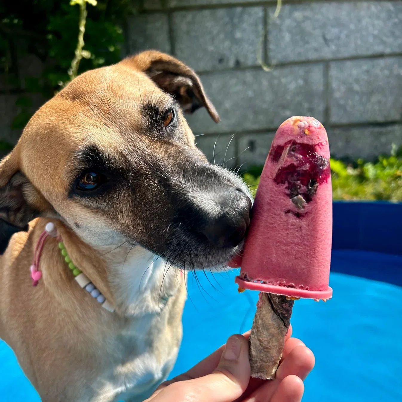 Pupsicle Mix | Mistura para Gelado - Image 3