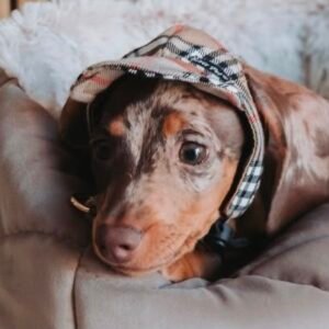 Boné Luxury
