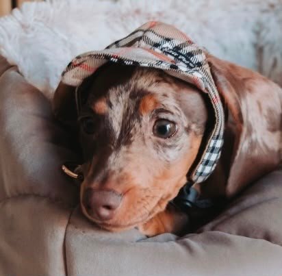 Boné Luxury