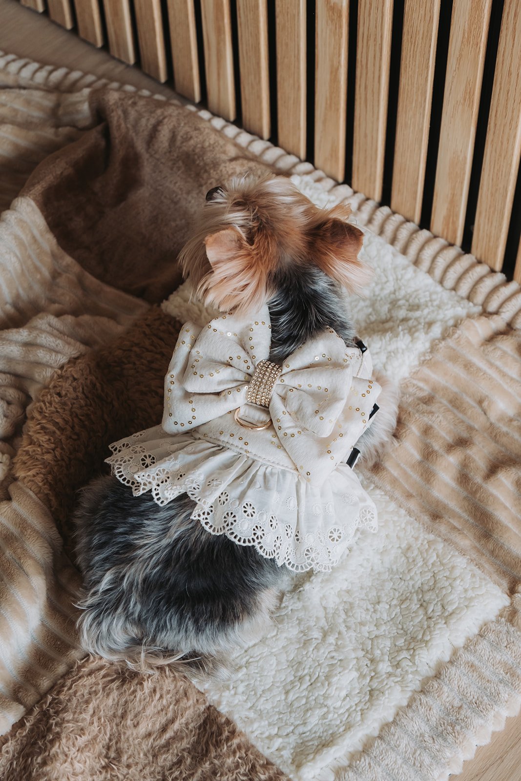Peitoral Bat-Dog Luxury Premium Ruffle