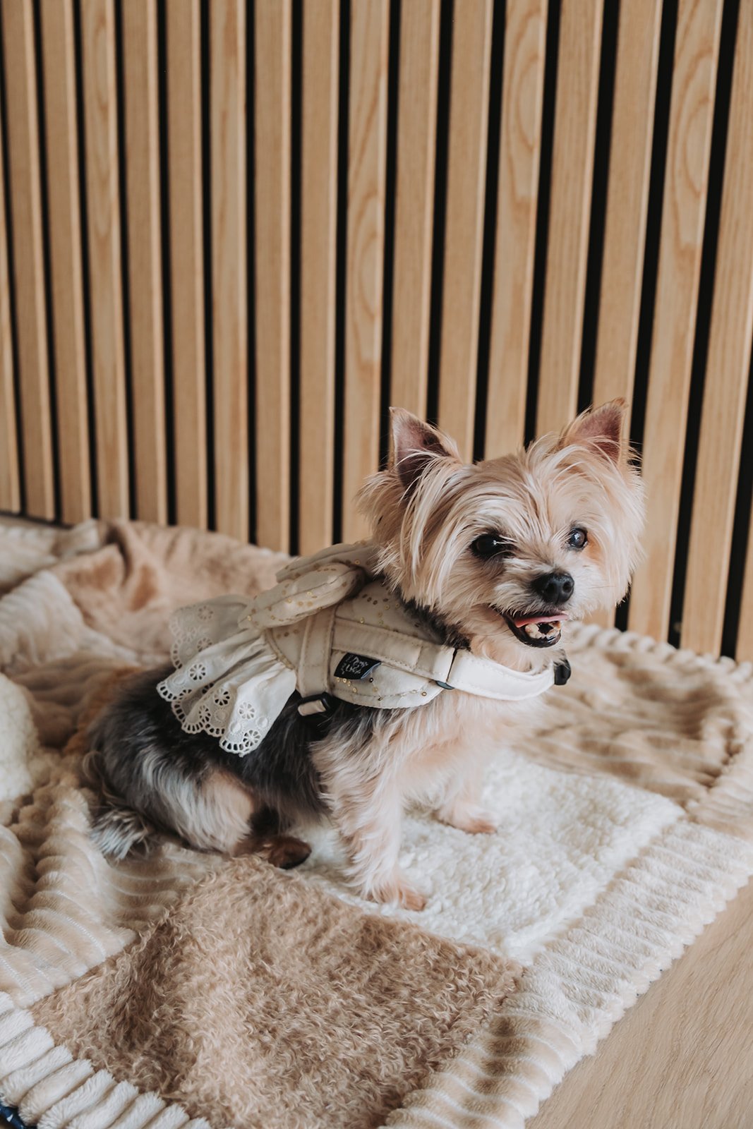 Peitoral Bat-Dog Luxury Premium Ruffle - Image 3
