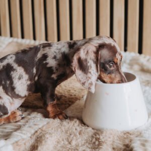 Taça de Alimentação e Água em Cerâmica