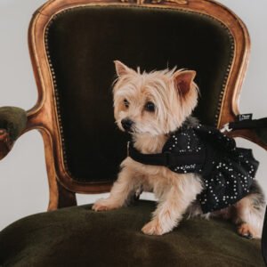 Peitoral Bat-Dog Luxury Premium Ruffle Embroidery